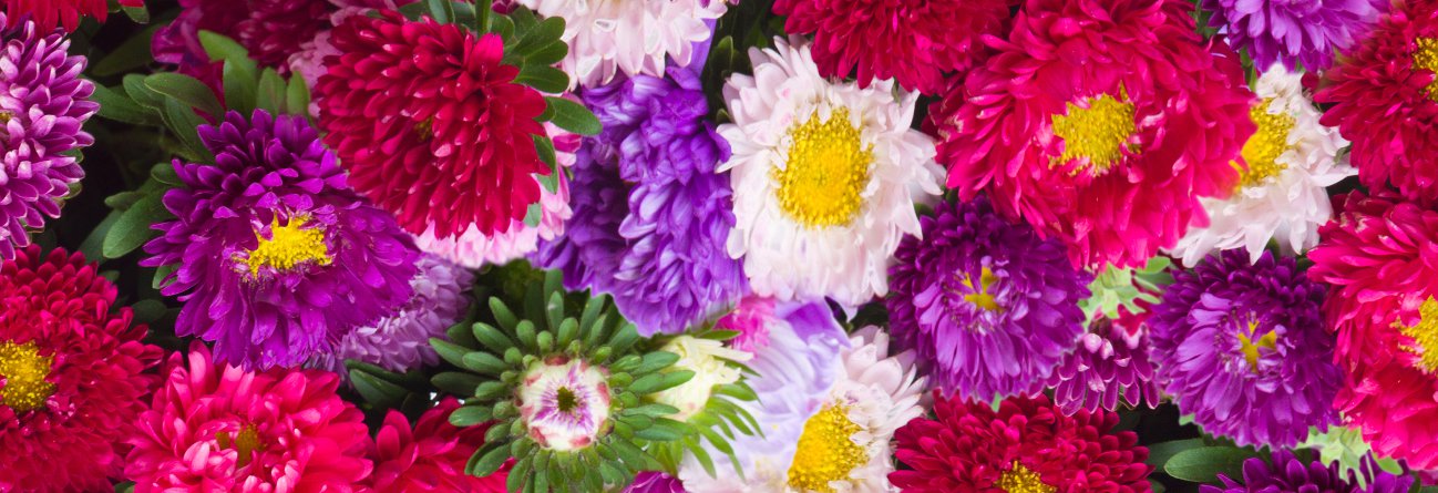 andersons aster flowers-colorful