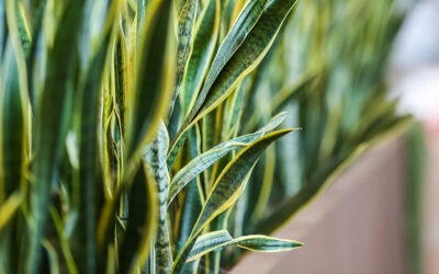 Be Charmed by the Snake Plant