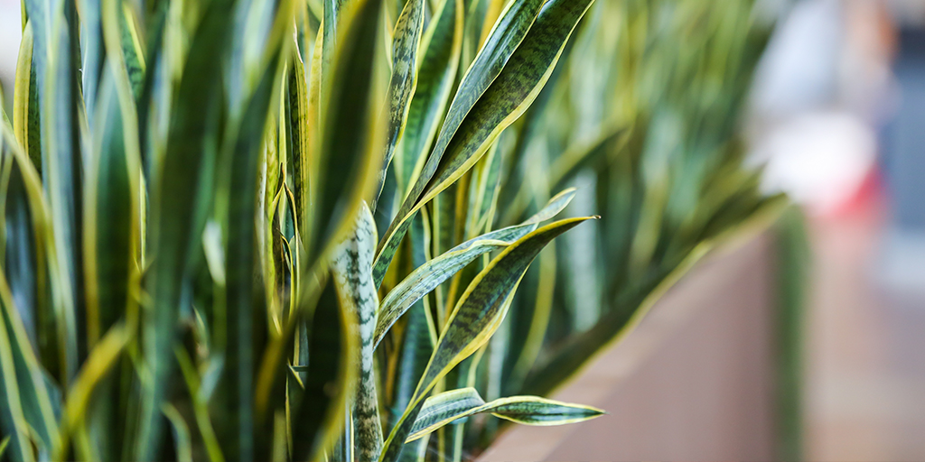 Sansevieria plant