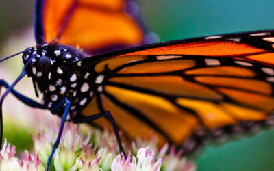 Helping Butterflies Flutter By