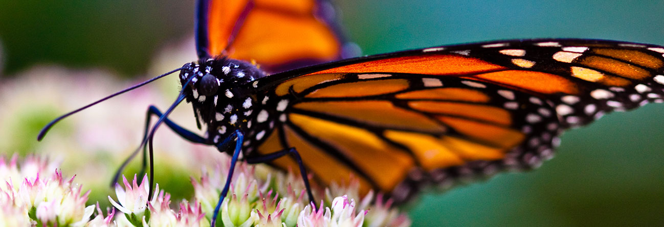 Plants for Butterflies - Anderson's