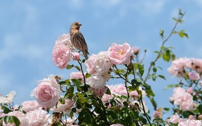 Want More Birds in Your Garden? Three Ways to Put Out the Welcome Mat