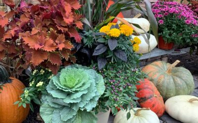 Picture Perfect Porch Pots