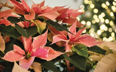 Poinsettia Care