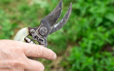 Early Spring Pruning